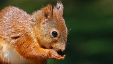 Откакто са хоум офис необичайна гостенка навестява всеки ден семейство