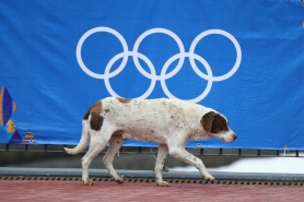 СНИМКИ: Бездомни кучета обикалят олимпийското село