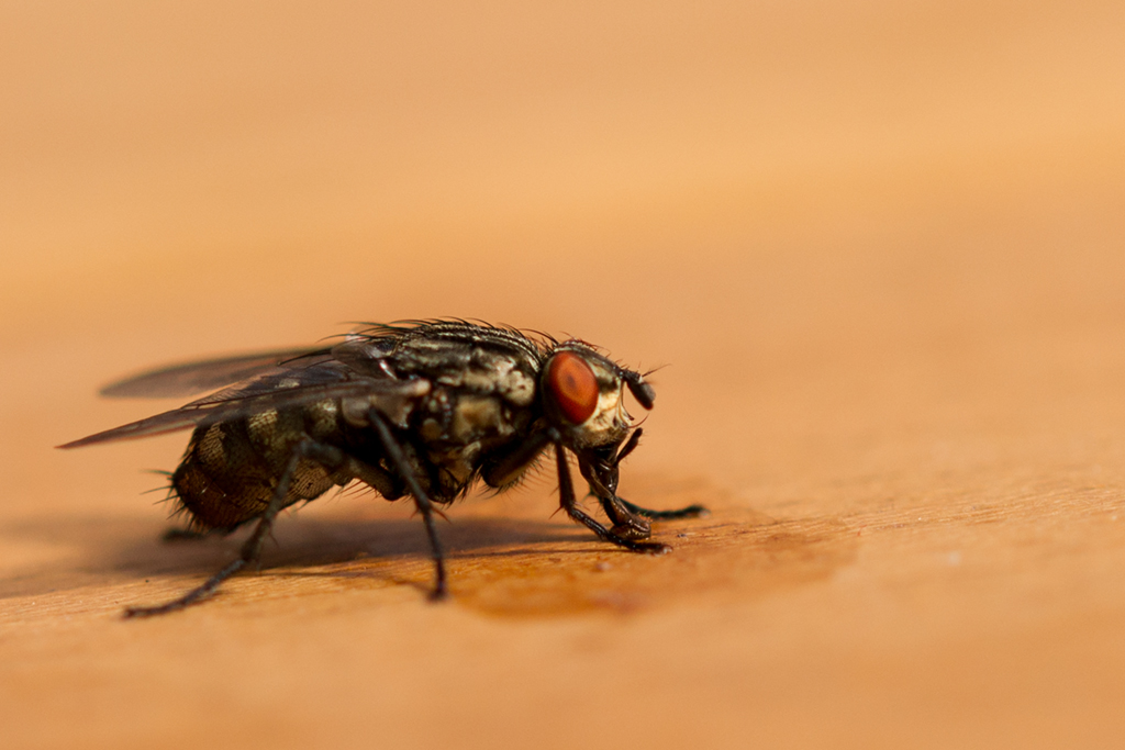 Учени контролират мозъка на муха с лазер