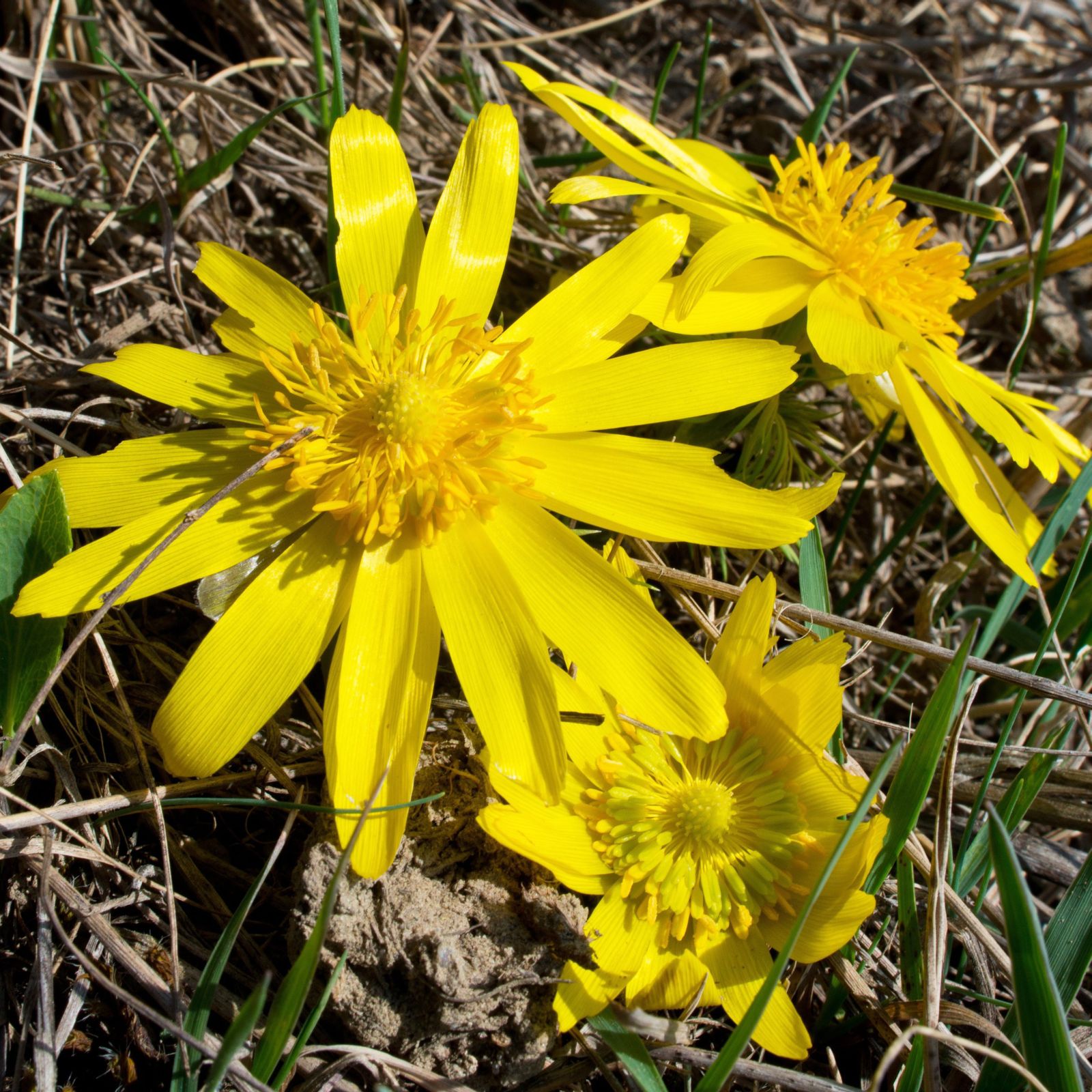 Астрономическата пролет идва с топло време (снимки)