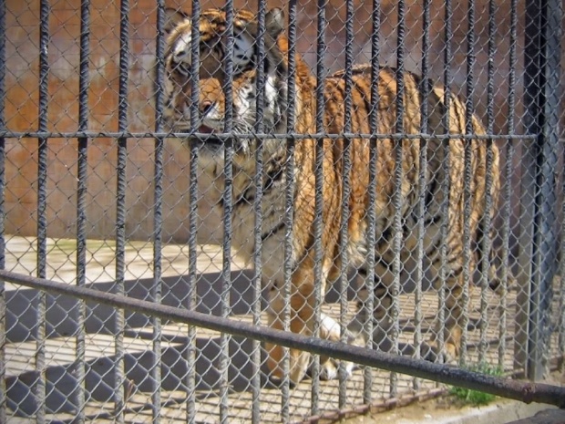 Тигърът Геро ще има съпруга - циркова актриса