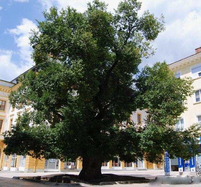 Старият бряст - ”Европейско дърво на годината 2014” (Сн.: Община Сливен)