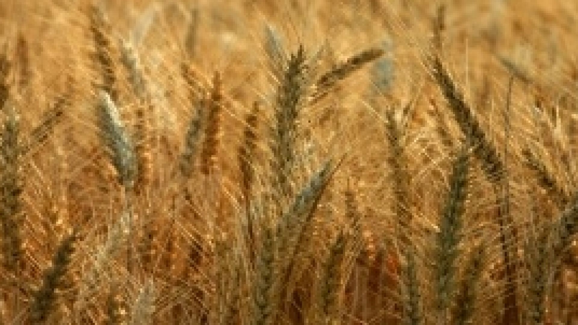 Очакват 25% спад на ожънатата пшеница