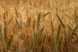Жътвата върви и до момента в цялата страна пожънатата пшеница е около 50%