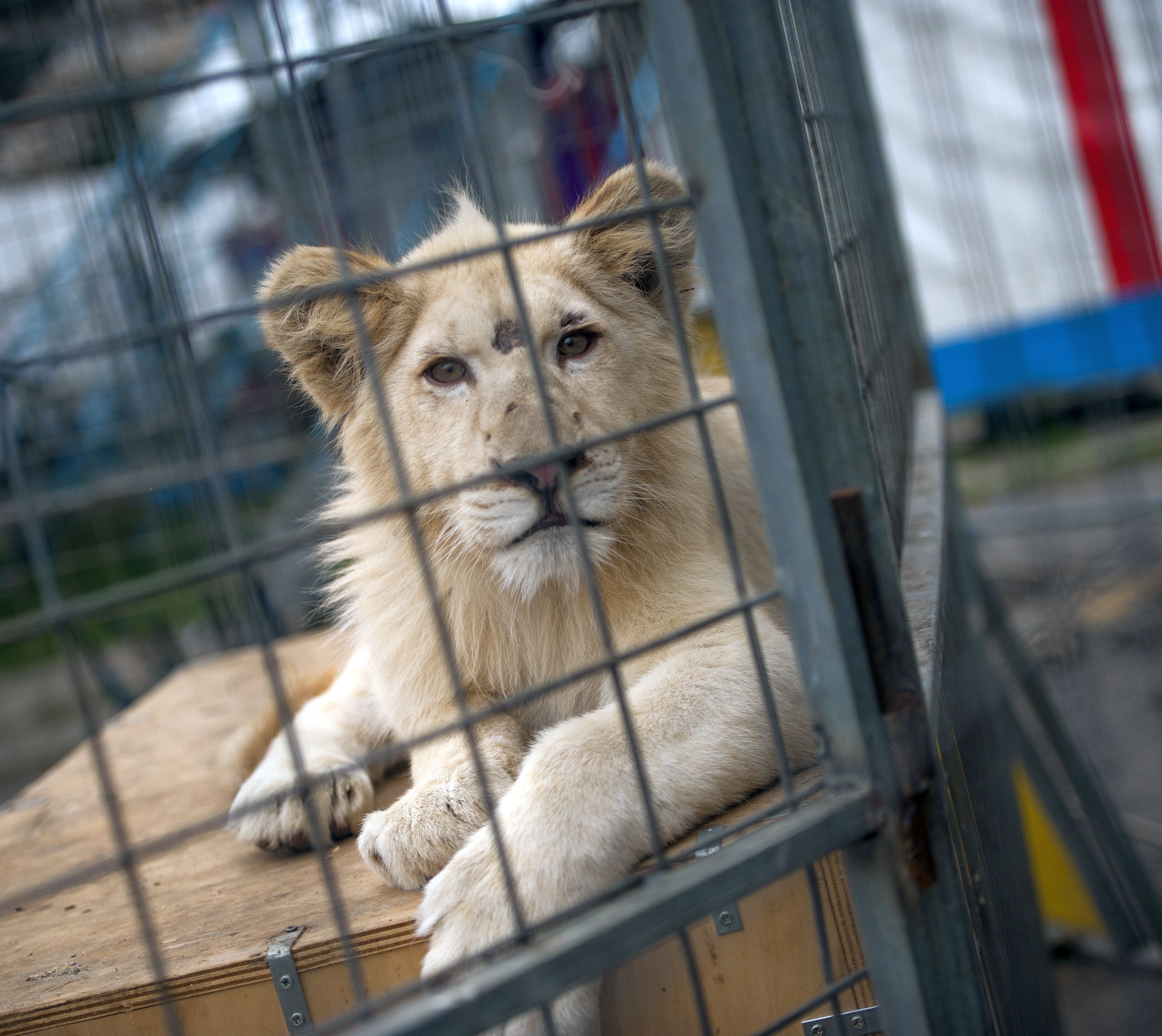 Цирковете в България остават без лъвове и тигри