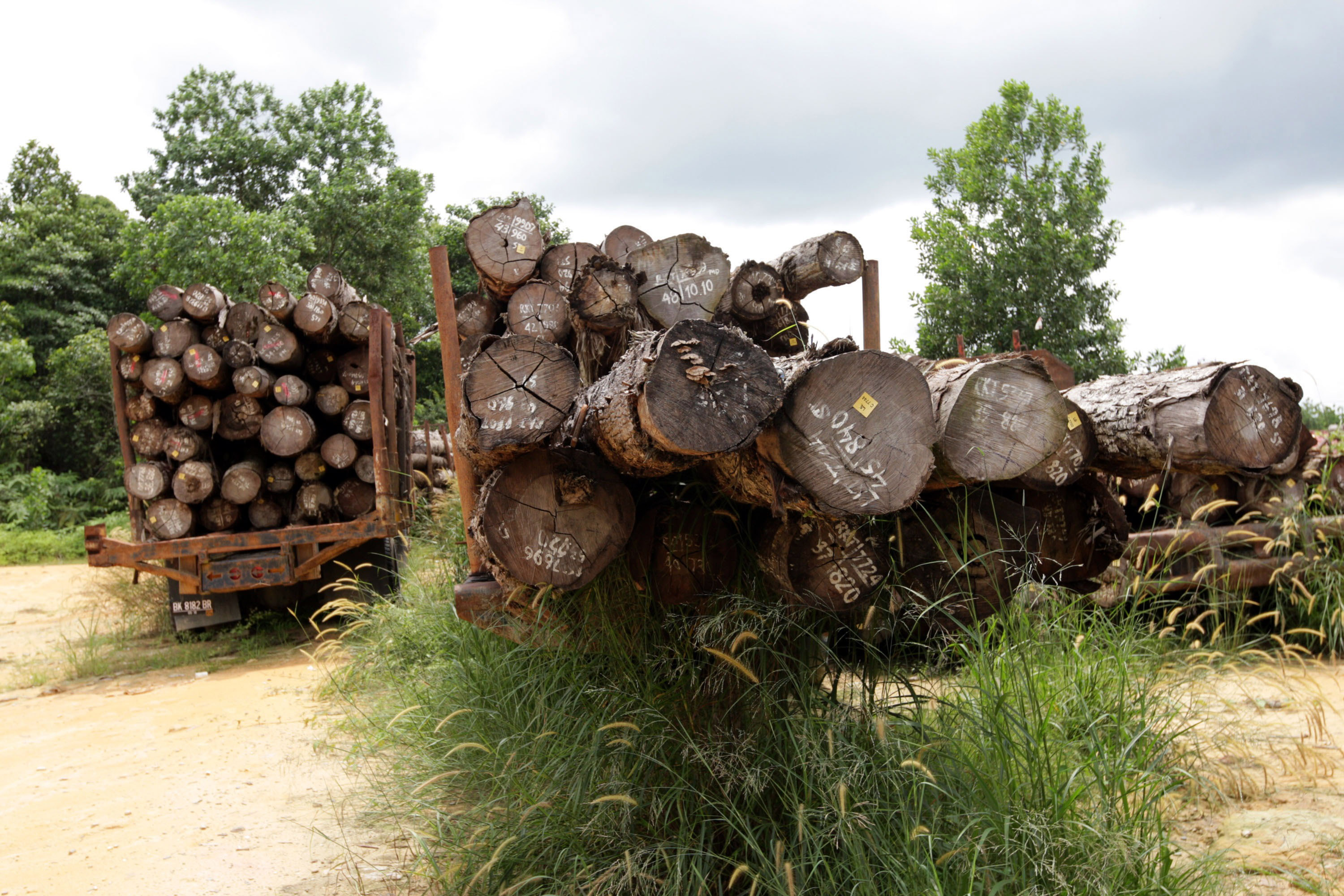 Износът на необработен дървен материал спрян за 3 месеца