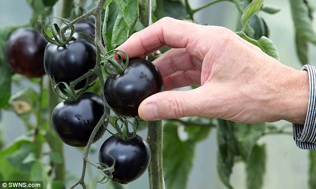 Уникален сорт черни домати разработен в Италия
