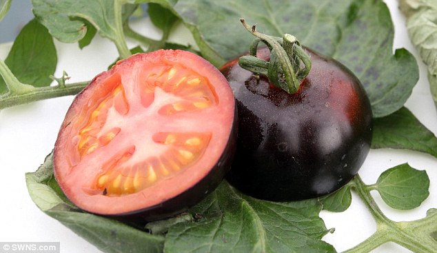 Черният домат има цвят на патладжан, но вътре е червен като всички зрели домати