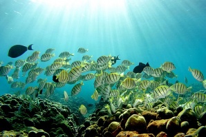 Глобалното затопляне убива инстинкта за самосъхранение на рибите