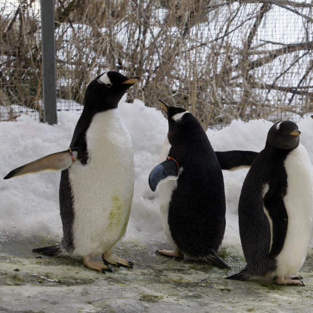 Два мъжки пингвина станаха родители за пример