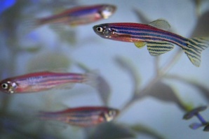 Рибите плуват два пъти по-бързо, когато са пияни