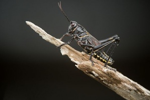 Първите летящи насекоми са били без криле