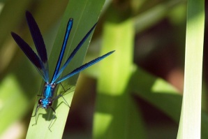 Създадоха безжичен пейсмейкър колкото оризово зърно