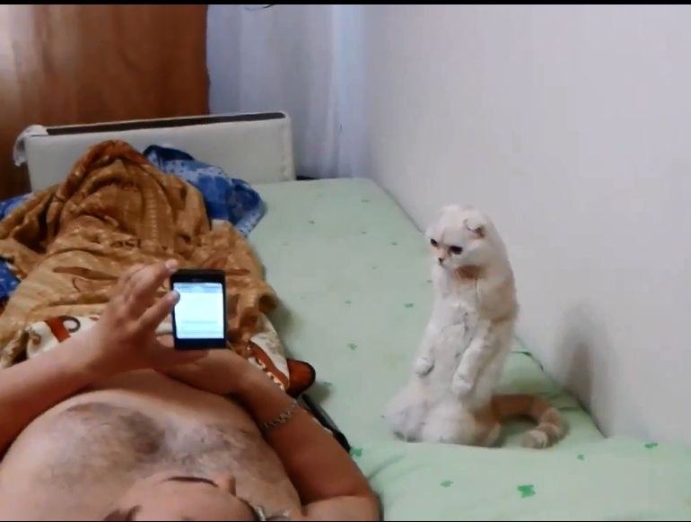 Руска патриотична котка хит в интернет (видео)