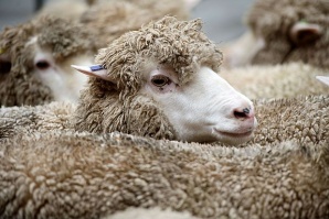 Дешифрираха генома на овцата
