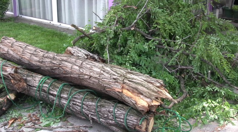 Паднало дърво от бурята в Пловдив в неделя