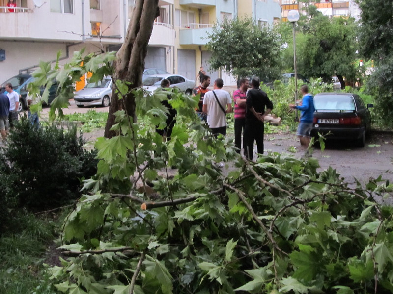 Бурята в Русе събори много дървета