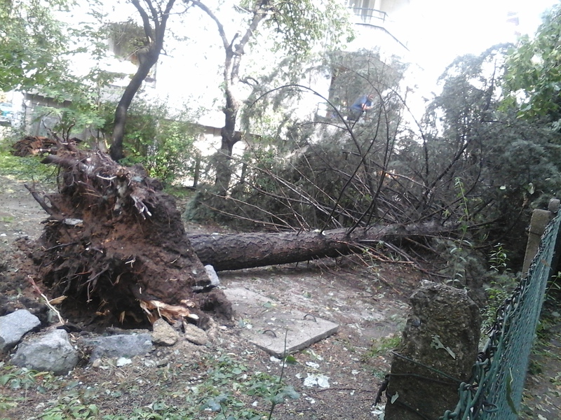 Бурята в София е съборила 6 дървета