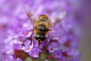 Съвети за опазване на пчелите