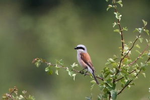 Компютър разпознава птиците по песните им