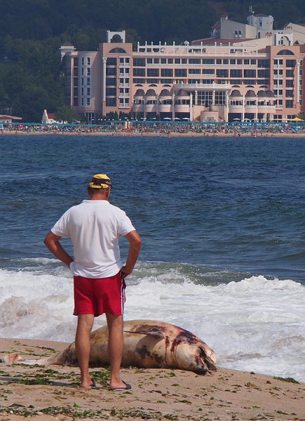 Морето край Дюни изхвърли делфин