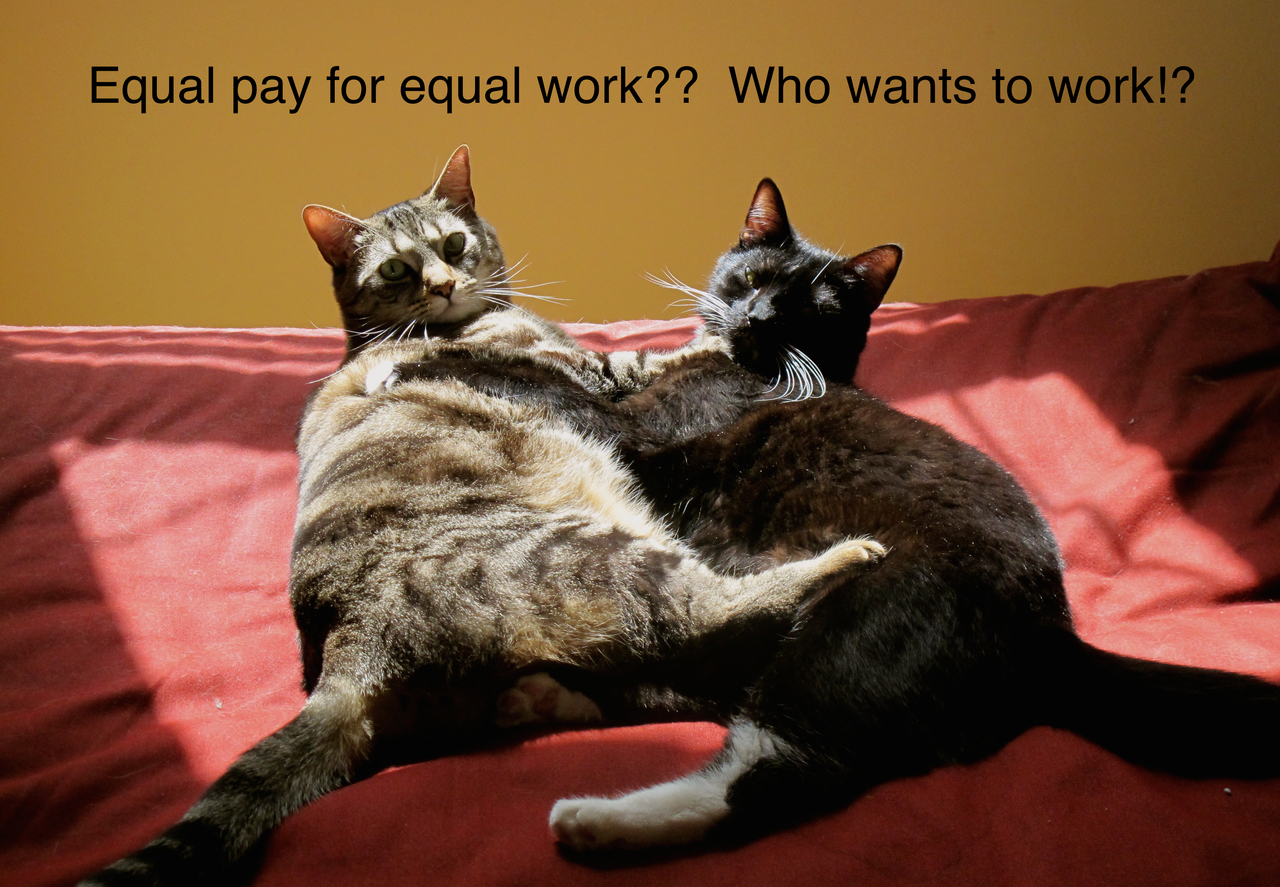 ”Объркани котки” се обявяват срещу феминизма