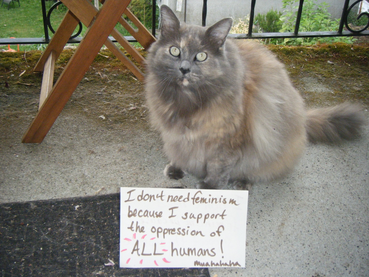 Объркани котки срещу феминизма