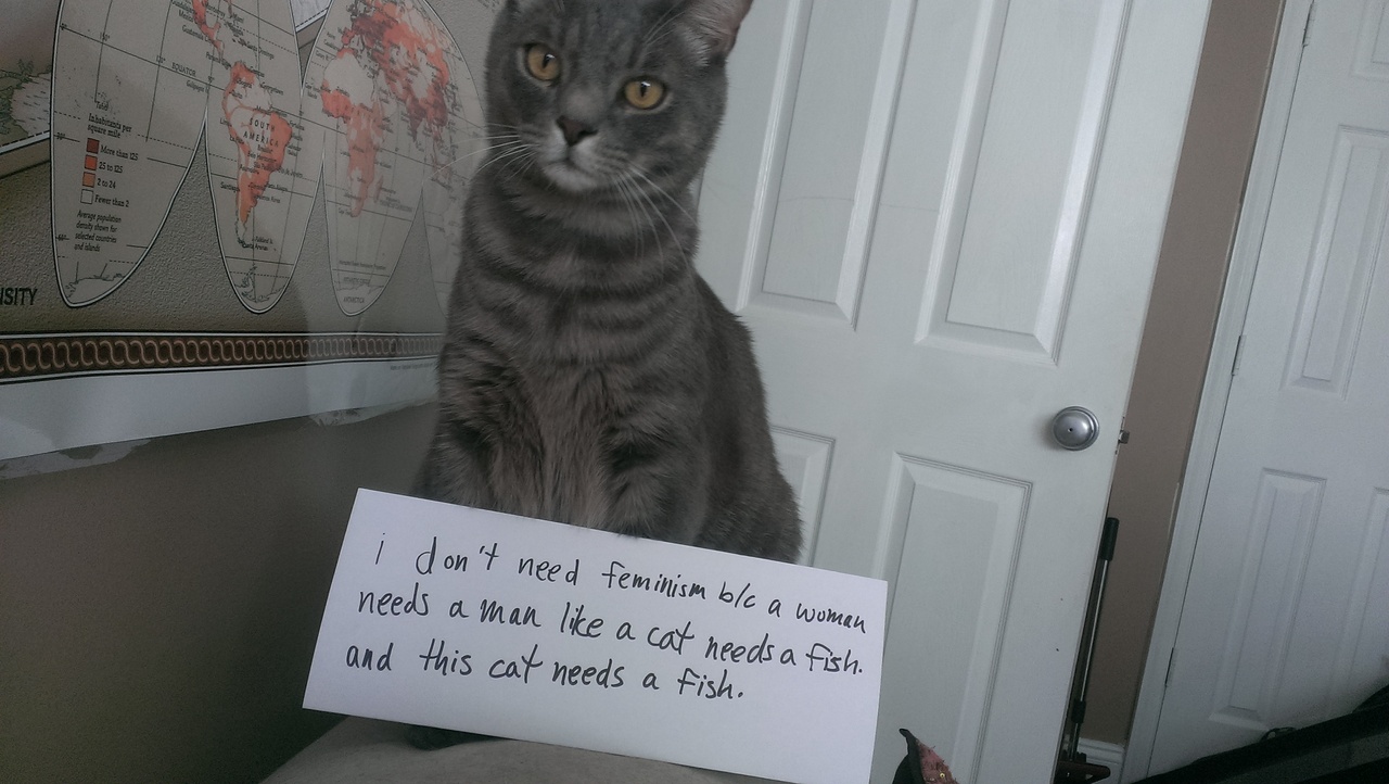 Объркани котки срещу феминизма