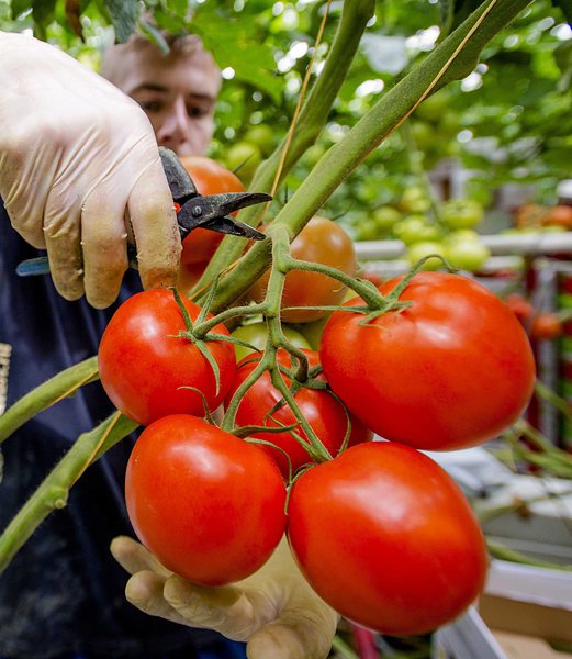 Как в супермаркета доматите да станат по-вкусни
