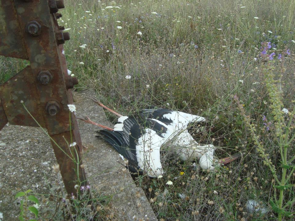 Откриха десетки мъртви щъркели във Варна
