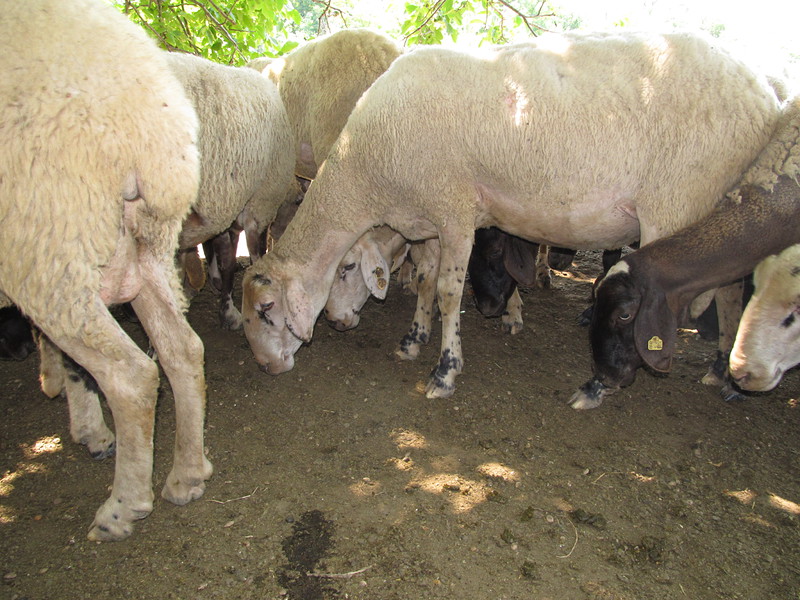 Болестта син език засяга най-често овцете