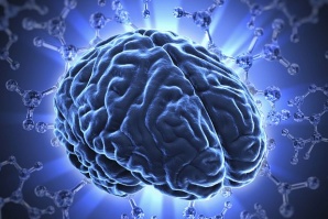 Част от мозъка остава вечно млада