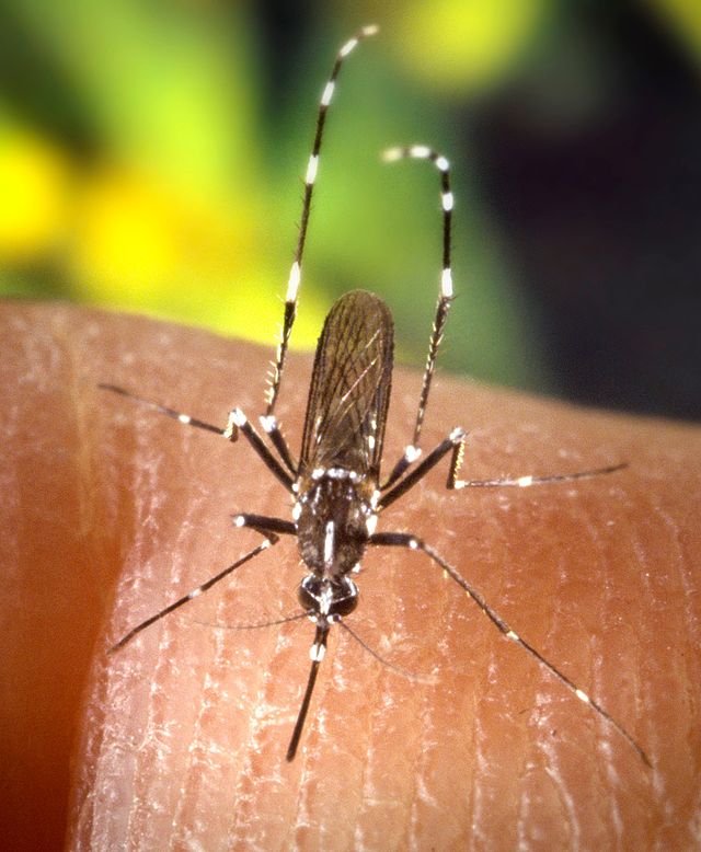Опасни тигрови комари са открити в Бургас