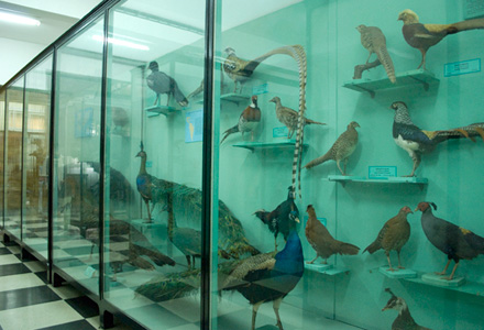 Националният природонаучен музей, Зала 8 — Птици