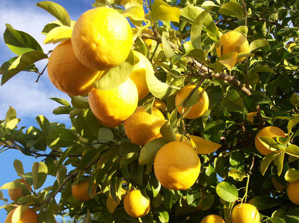Лимони, круши и къдраво зеле са полезни за кожата