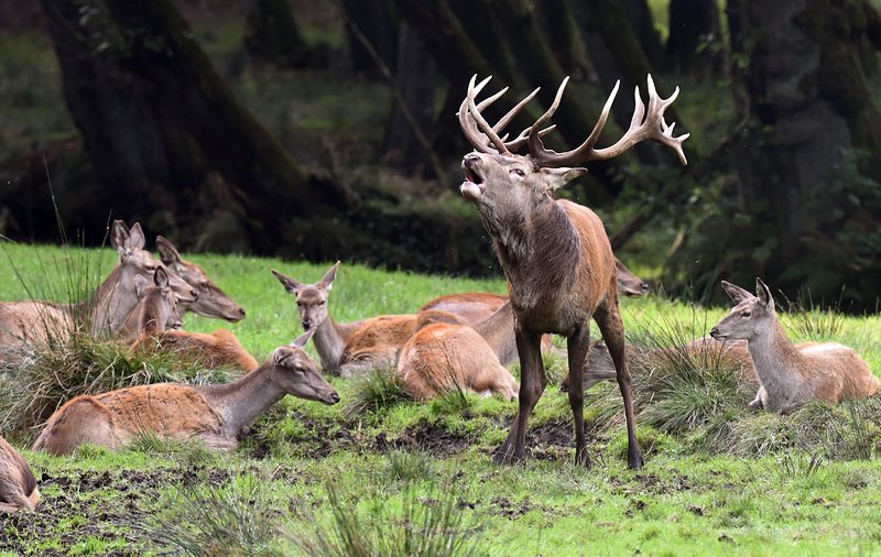 Ловът е сред главните заплахи за дивите животни