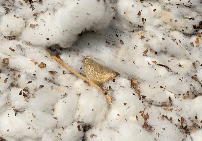 Реколта от памук в щата Джорджия, САЩ