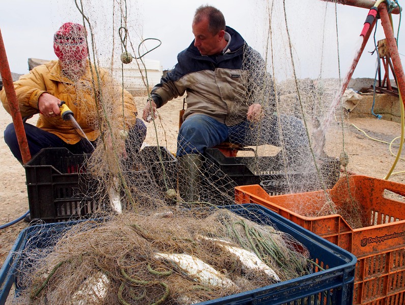 Рибарите от Южното Черноморие смятат, че делфините много рядко се заплитат в рибарски мрежи