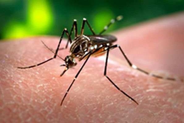 МВнР: Внимавайте за вируса Чикунгуня в Карибския басейн