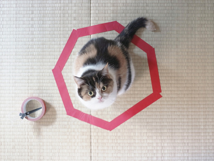 Нова мания в интернет - котки в кръгове