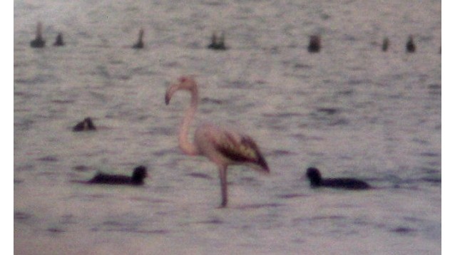 5 розови фламинга в Атанасовското езеро