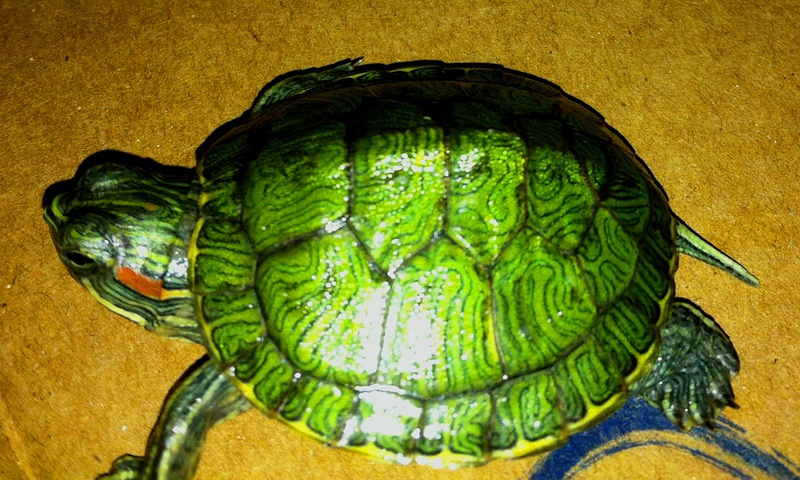 Според експертите костенурките са малки, на видима възраст около един месец.