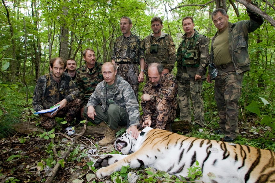 Тигърът, пуснат от Путин в Китай, печели пари от филм