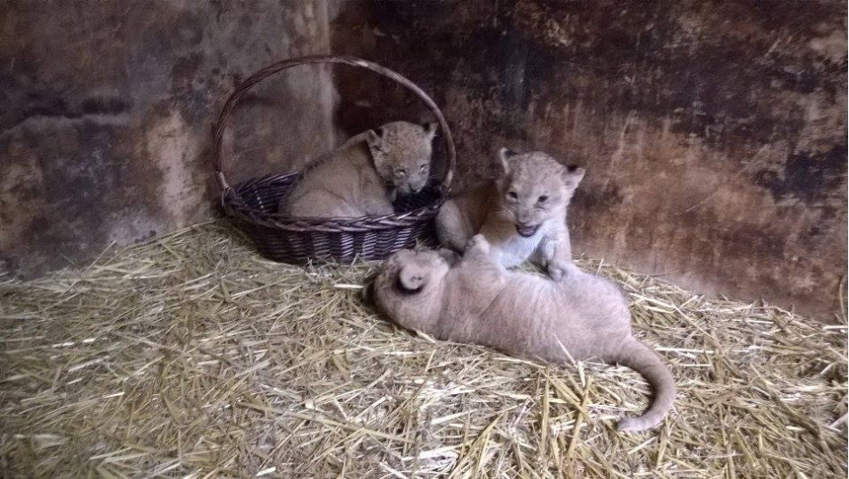 Новородените лъвчета - женско и две мъжки