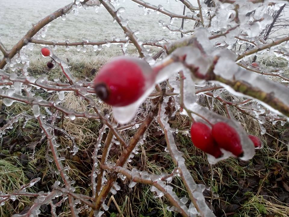 Седмична прогноза