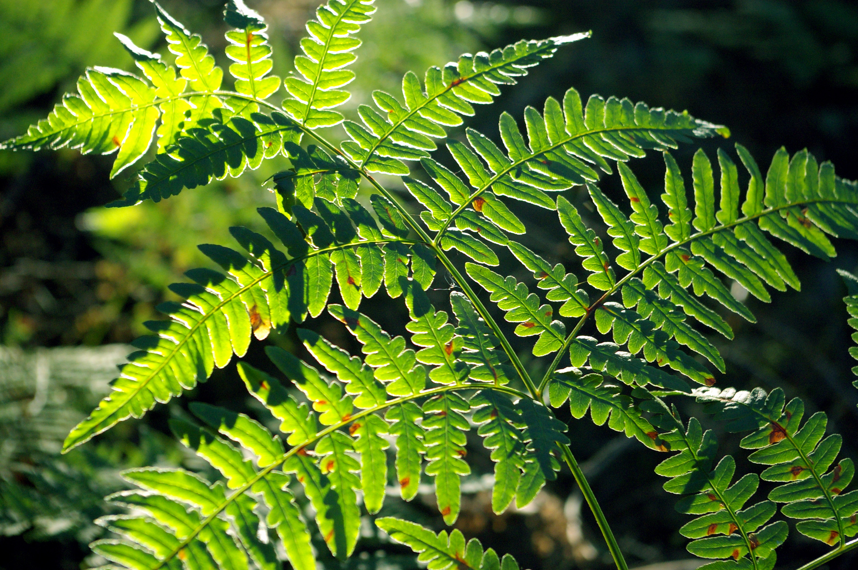 Учени са на крачка от изкуствената фотосинтеза