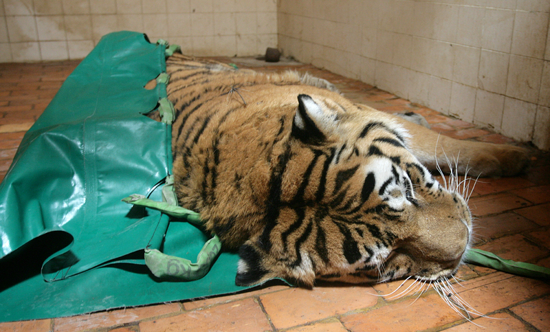 Тигър-беглец бе упоен и върнат в клетка в столичния зоопарк