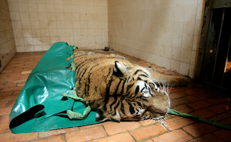 Тигърът Мъри избяга от клетката си в столичния зоопарк