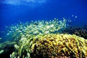 Глобалното затопляне избелва коралите