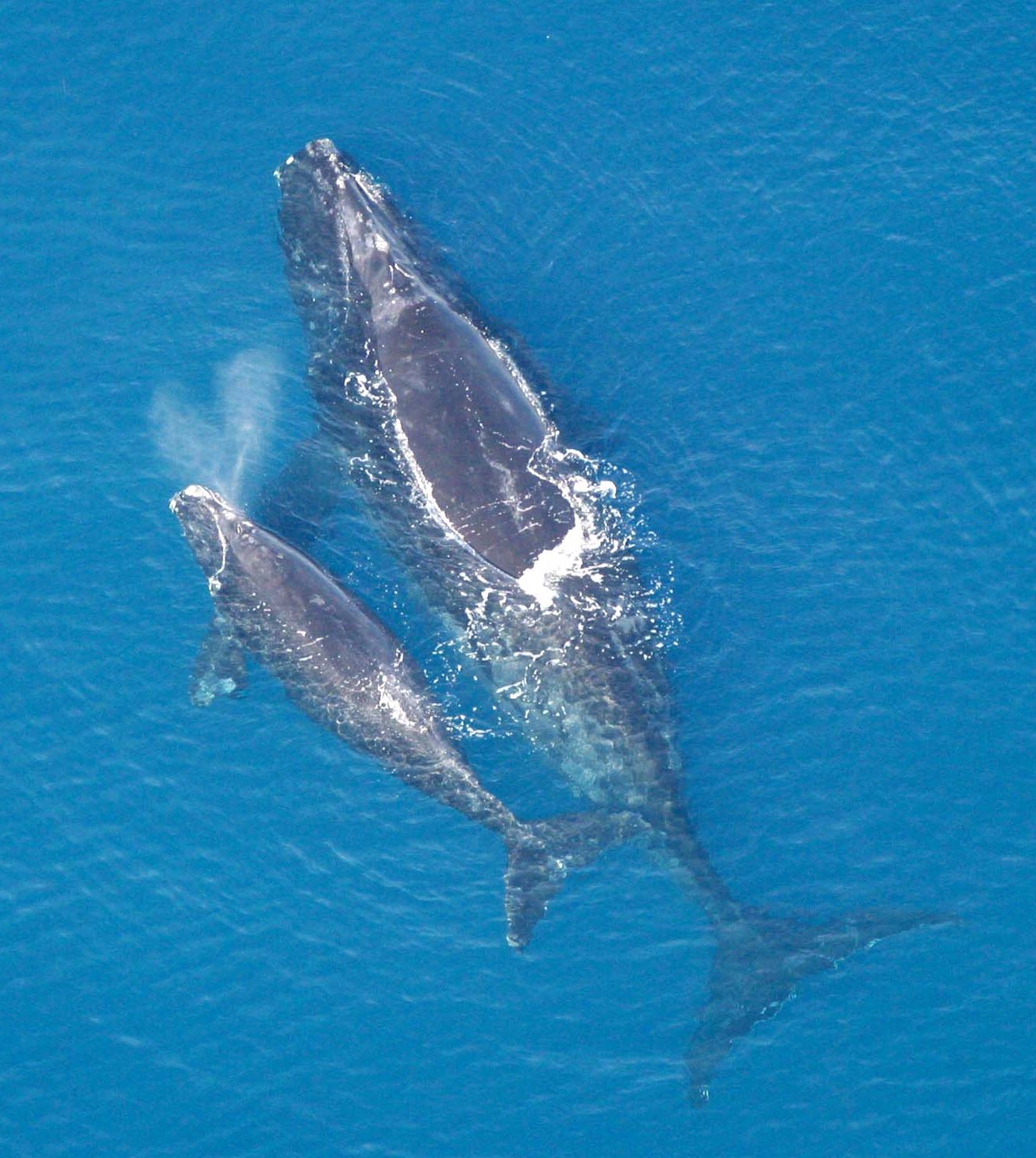 Гренландски кит